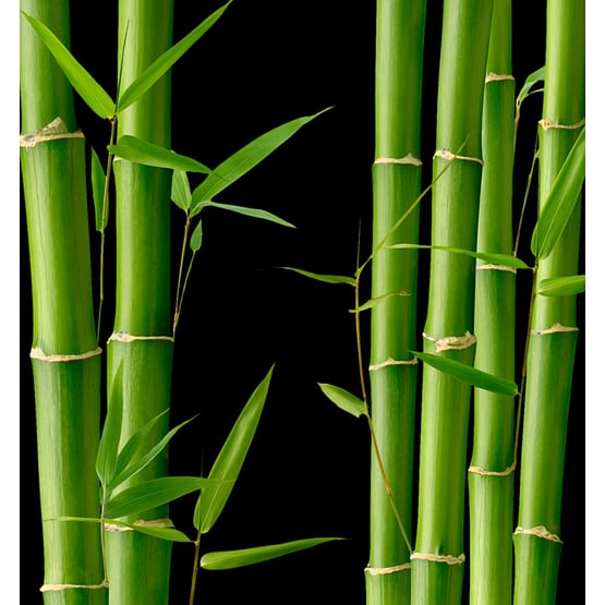yodeyma bamboo