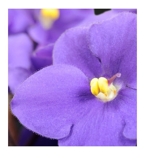 yodeyma violet flower